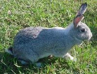 american chinchilla 