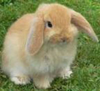 american fuzzy flop