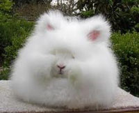 english angora rabbit