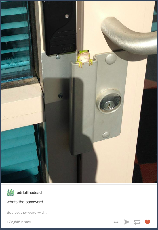 frog on door