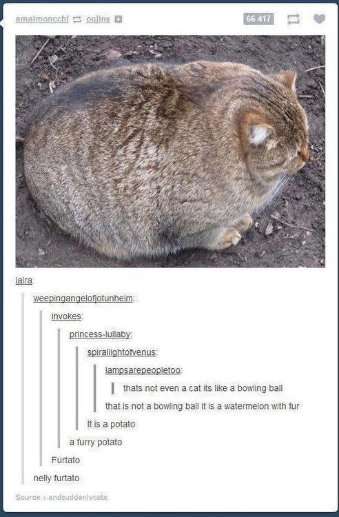 fat cat