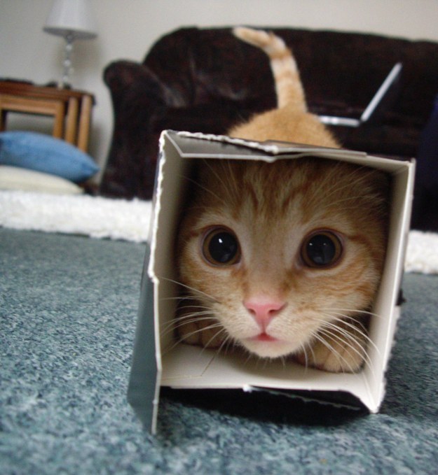 cat in tiny box