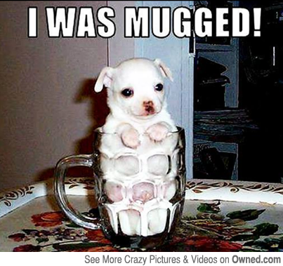 puppy in mug