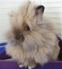 lionhead rabbit