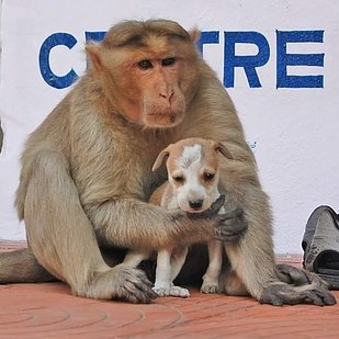 monkey caring for puppy