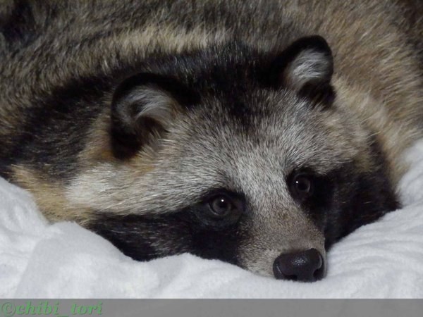 racoon dog