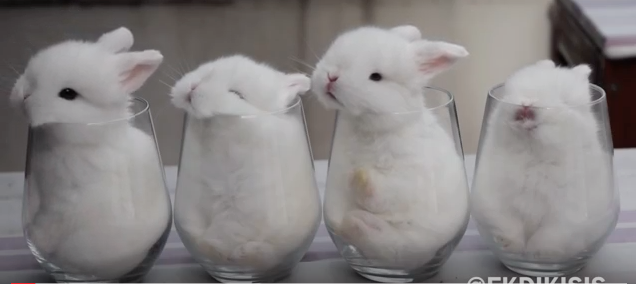 buddies in cups