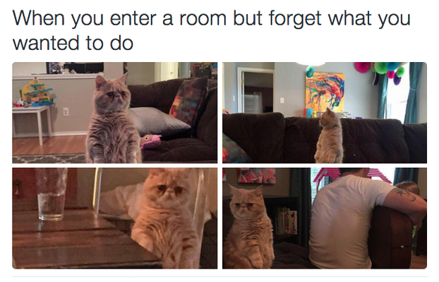 George the cat