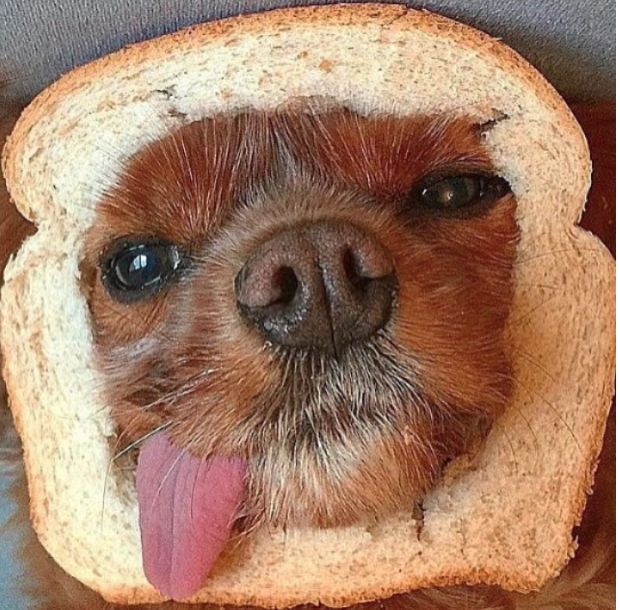 toast the dog wearing toast