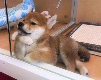 shibas