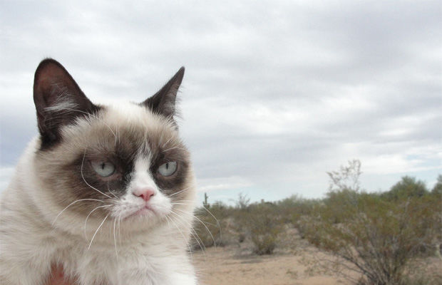 grumpy cat famous internet cat