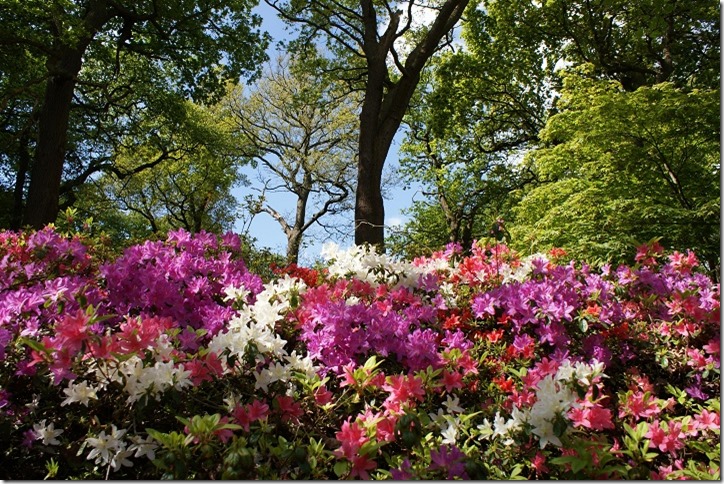 Azaleas_in_a_Landscape_Isabella_Plantation