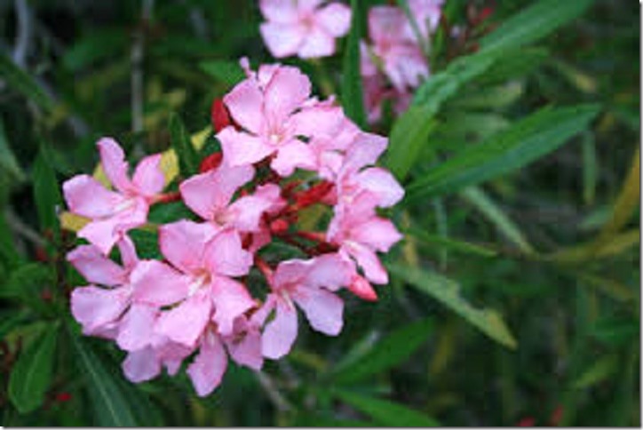 oleander