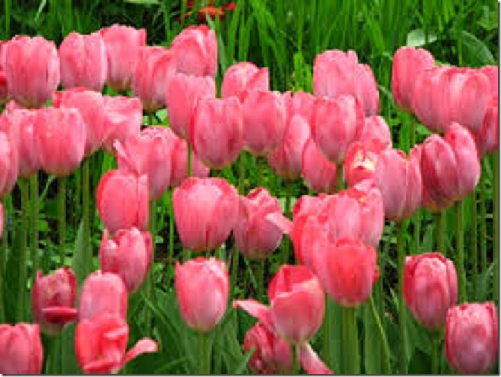 tulips