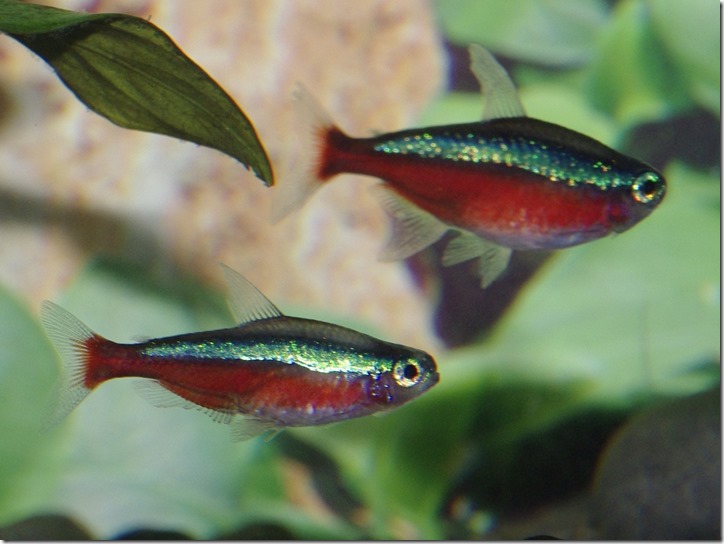 Cardinal_tetras