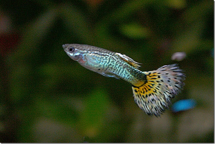 Guppy_02