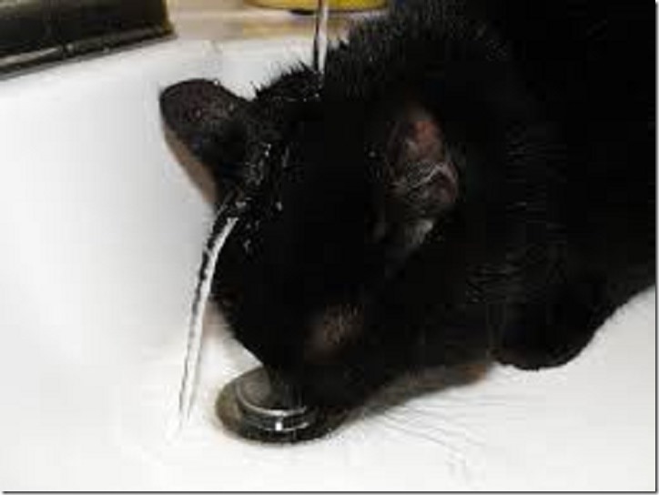 cat3