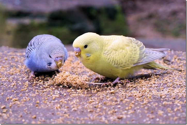 budgie-1066224_960_720