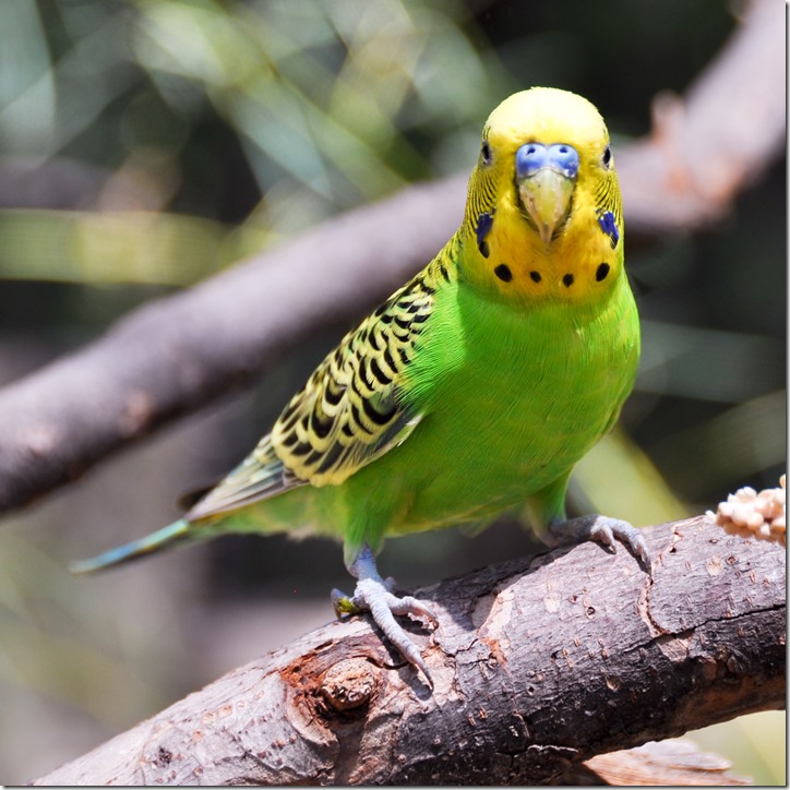 budgie2