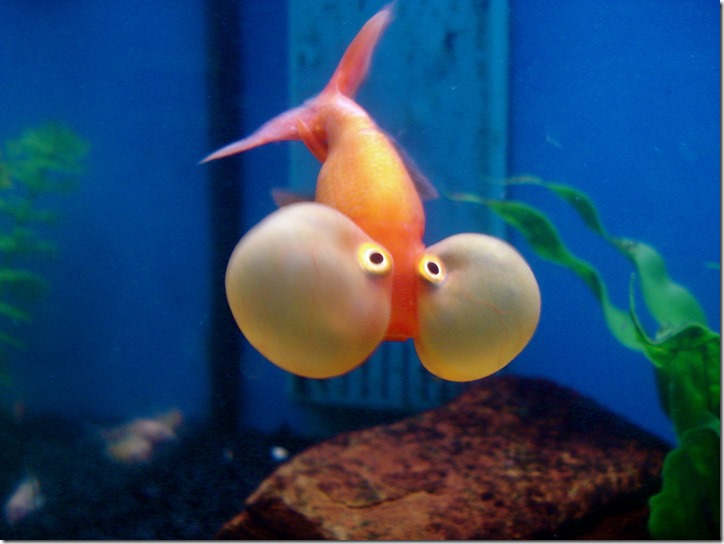 Extra_flotation_devices