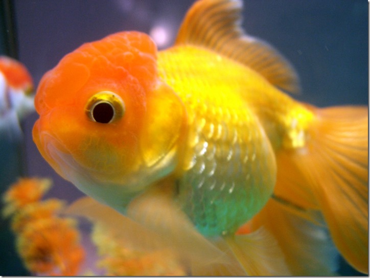 Lionheadgoldfish