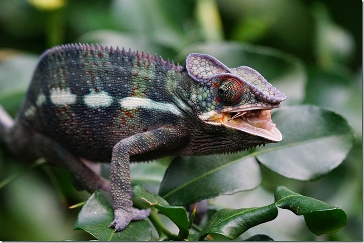 chameleon-1154440_960_720