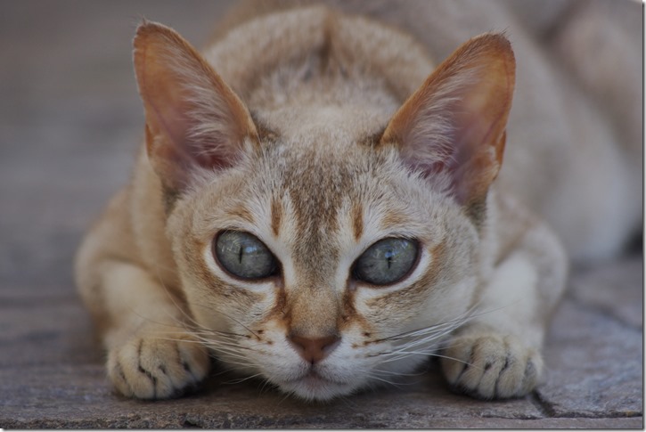 Singapura_cat,_crouching