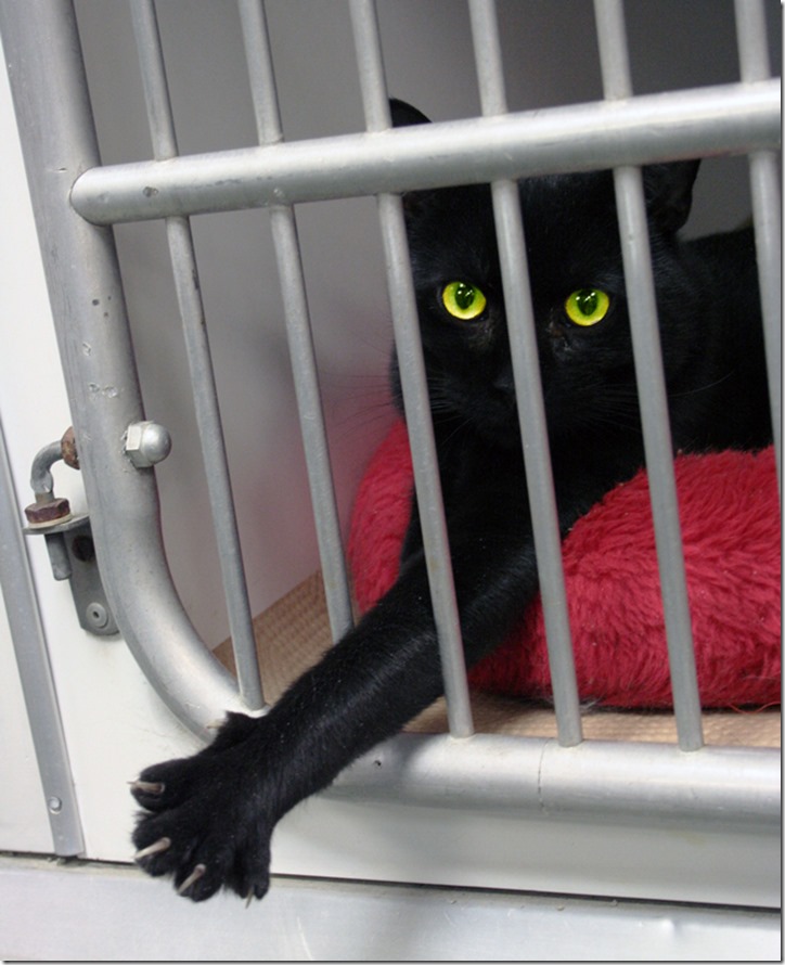 Black_cat_Animal_Rescue_GalawebDesign