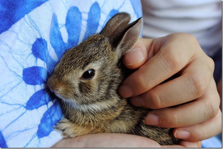 bunny-968856_960_720