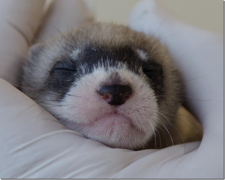 Black-footed_Ferret_Kit_(7537055960)