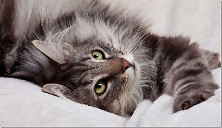 arthritisincats