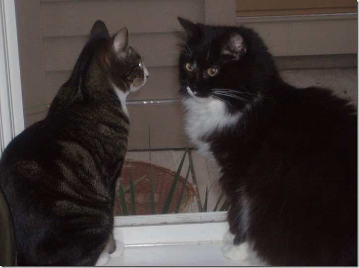 my_cats_staring_at_each_other__by_dancer1212