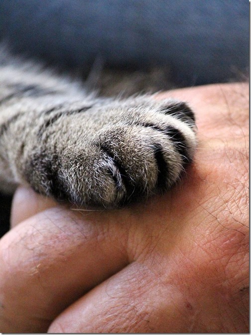 cats-paw-1375792_960_720