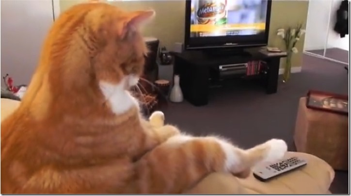 cute-lazy-cat-watching-tv