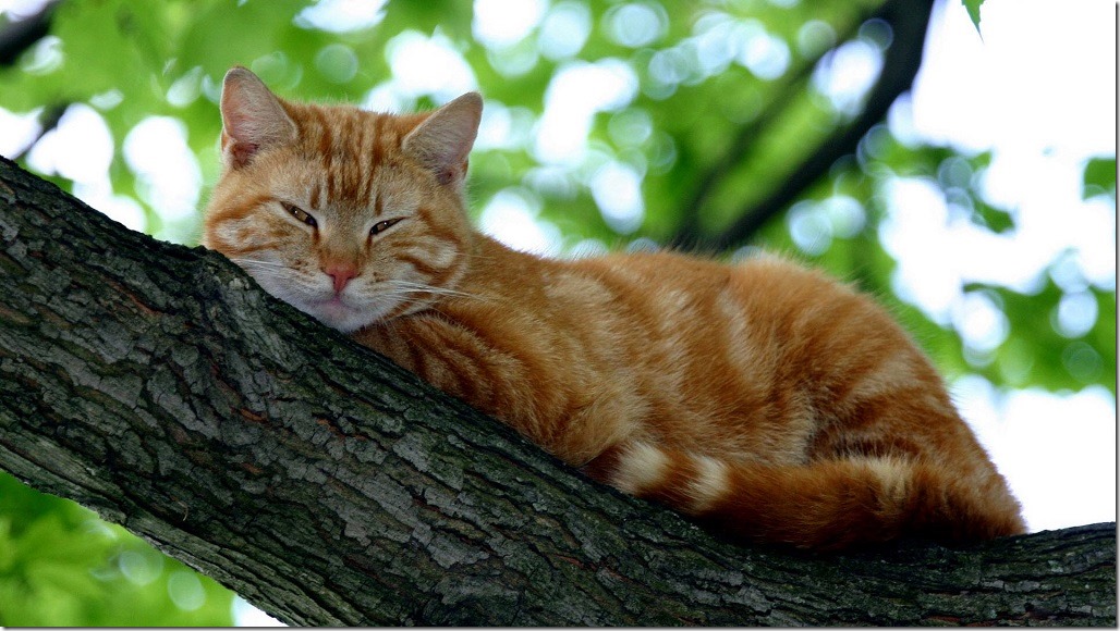 cat-wallpaper-38