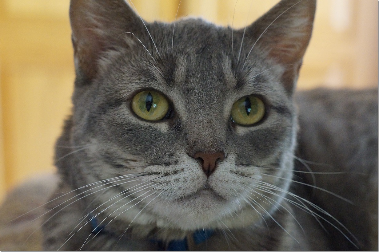 CatVibrissaeFullFace