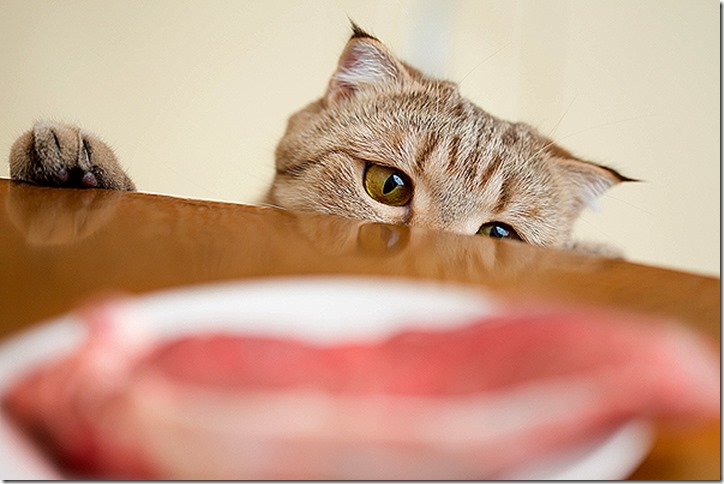 cats-human-food-meat
