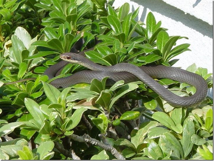 Blackracer111805