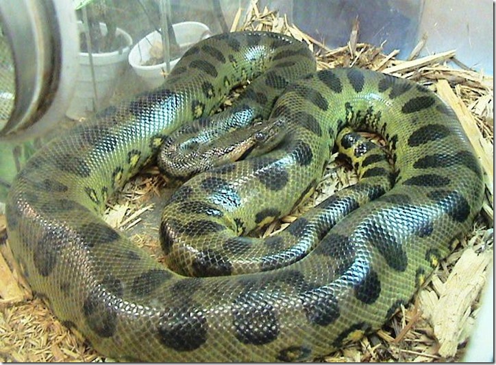 Eunectes_murinus2