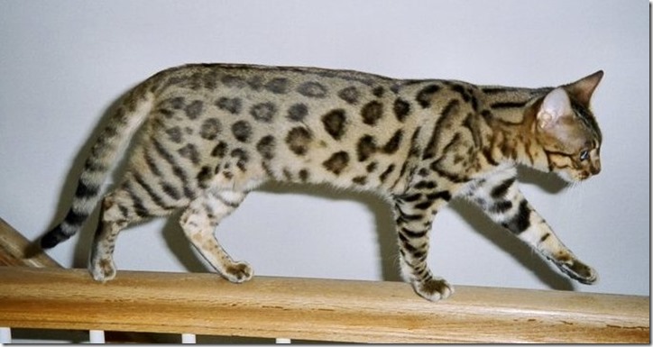 BengalCat_Stella