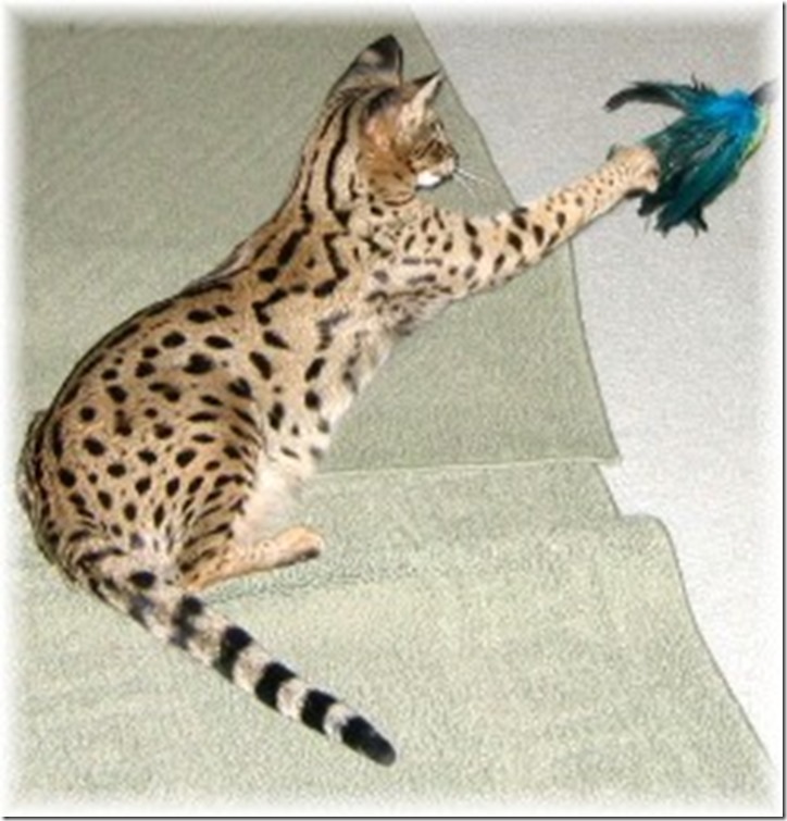 F1_Savannah_cat_playing