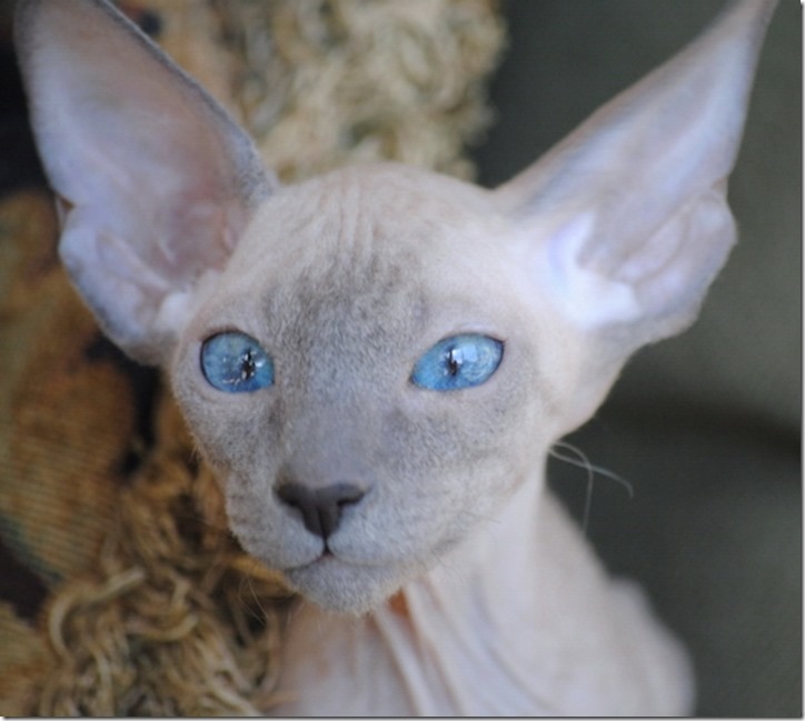 Kita_Peterbald