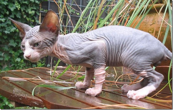 Sphynx_buiten