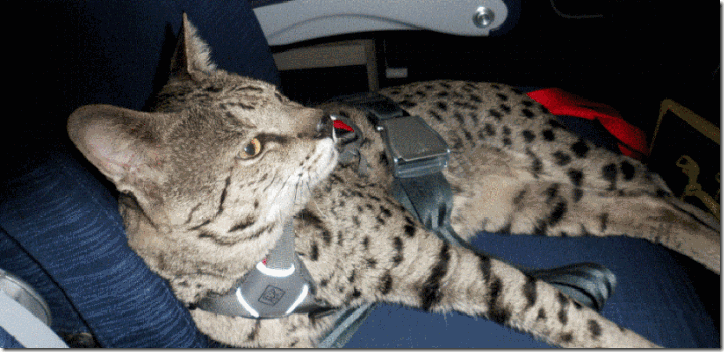 Cat-Seat-Belt-800x600
