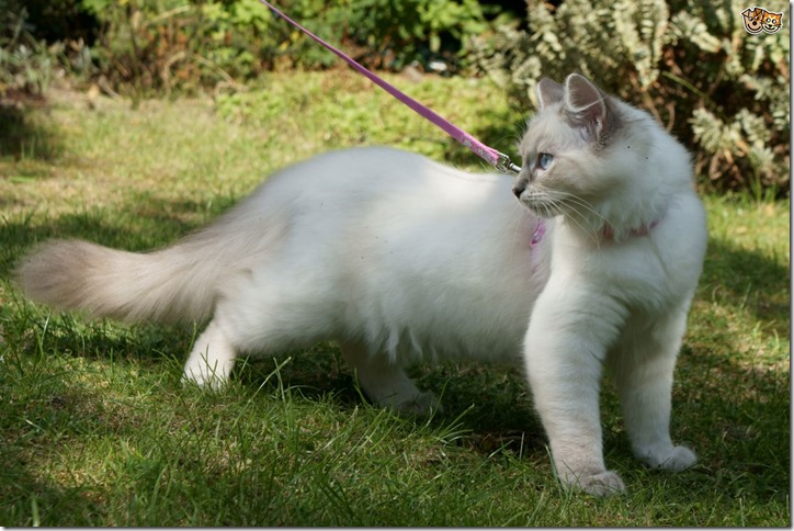 is-walking-your-cat-on-a-lead-as-crazy-as-it-sounds-5209cf04337ee