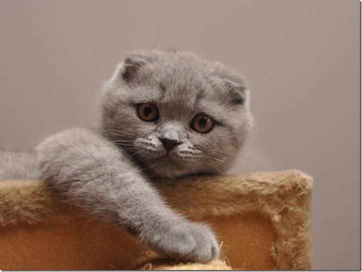Scottish_Fold_lila