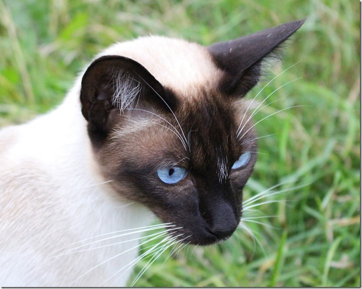 siamese-cat-889478_960_720