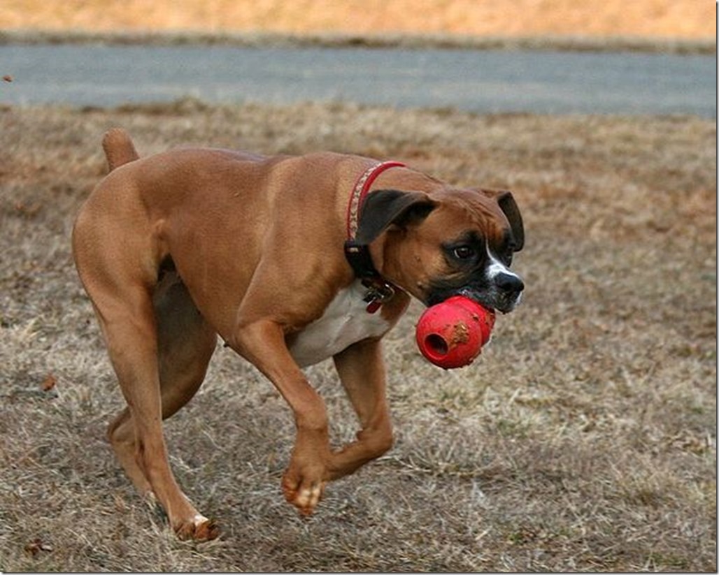 02_Molly_Caught_that_Kong!