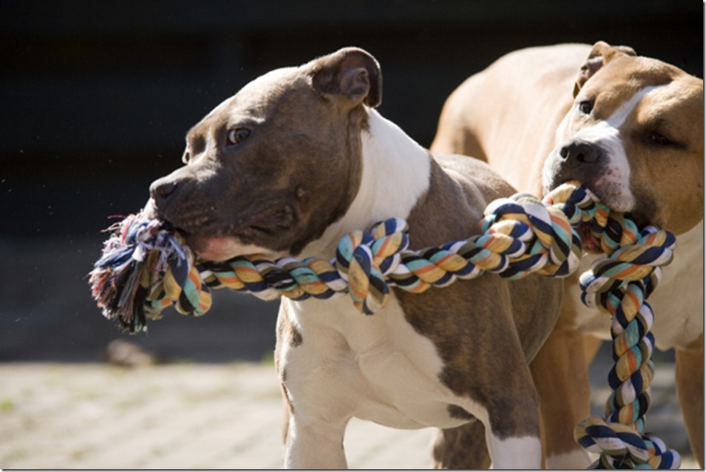 dogs-olympics-pit-bull