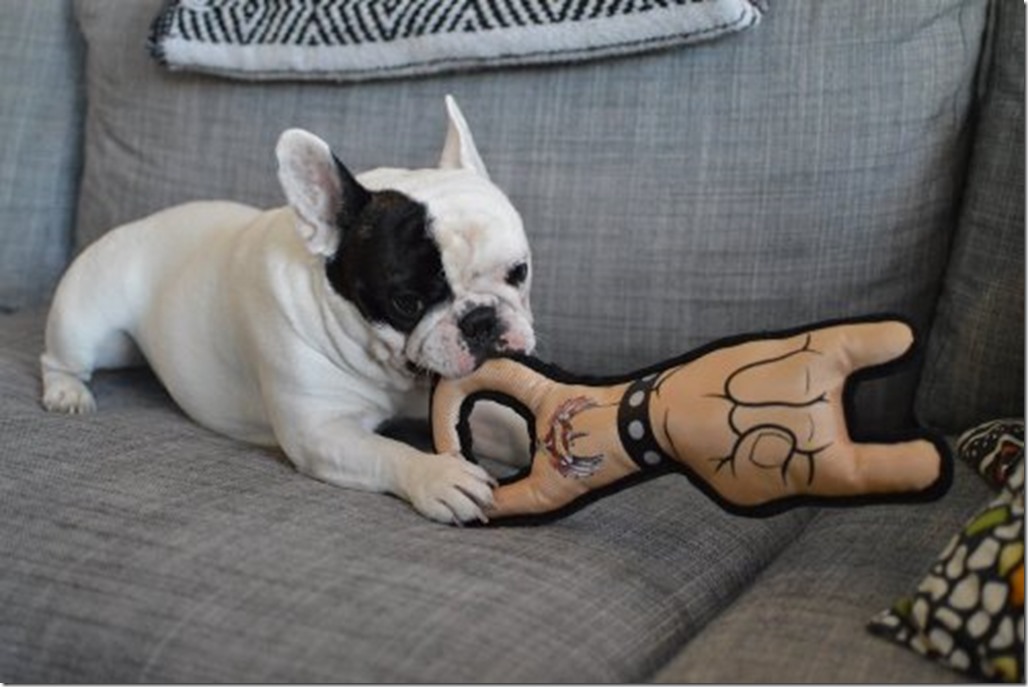 petsrockdurabletoy